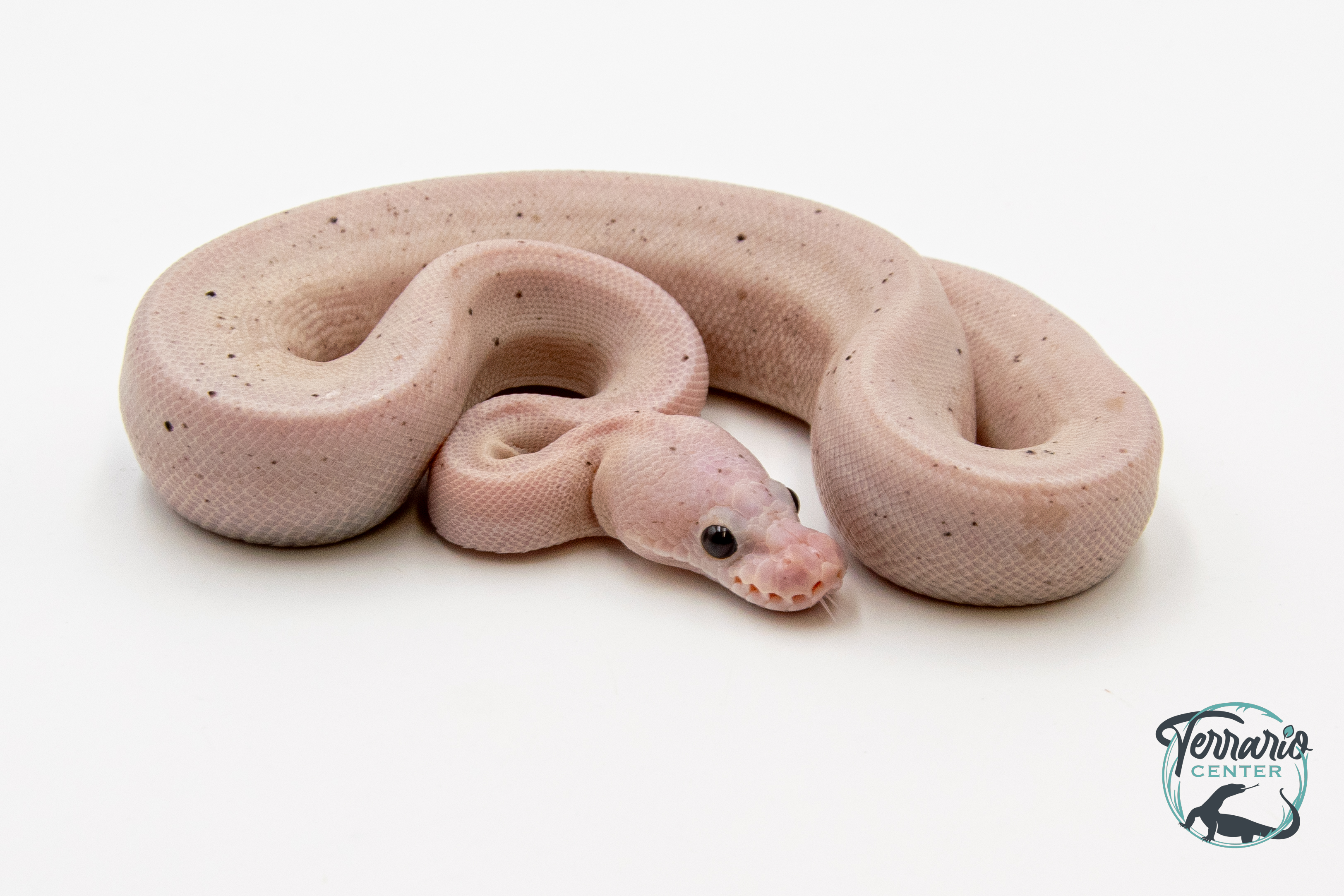Python royal - Python regius Super Cinnamon Banana