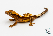 Correlophus ciliatus - Gecko à crête - Juvénile 24 -  NC 2023 - PH2023102515262838