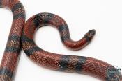 Lampropeltis triangulum hondurensis - Serpent faux corail - Mâle Adulte
