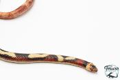 Lampropeltis triangulum sinaloae - Faux-corail du Sinaloa