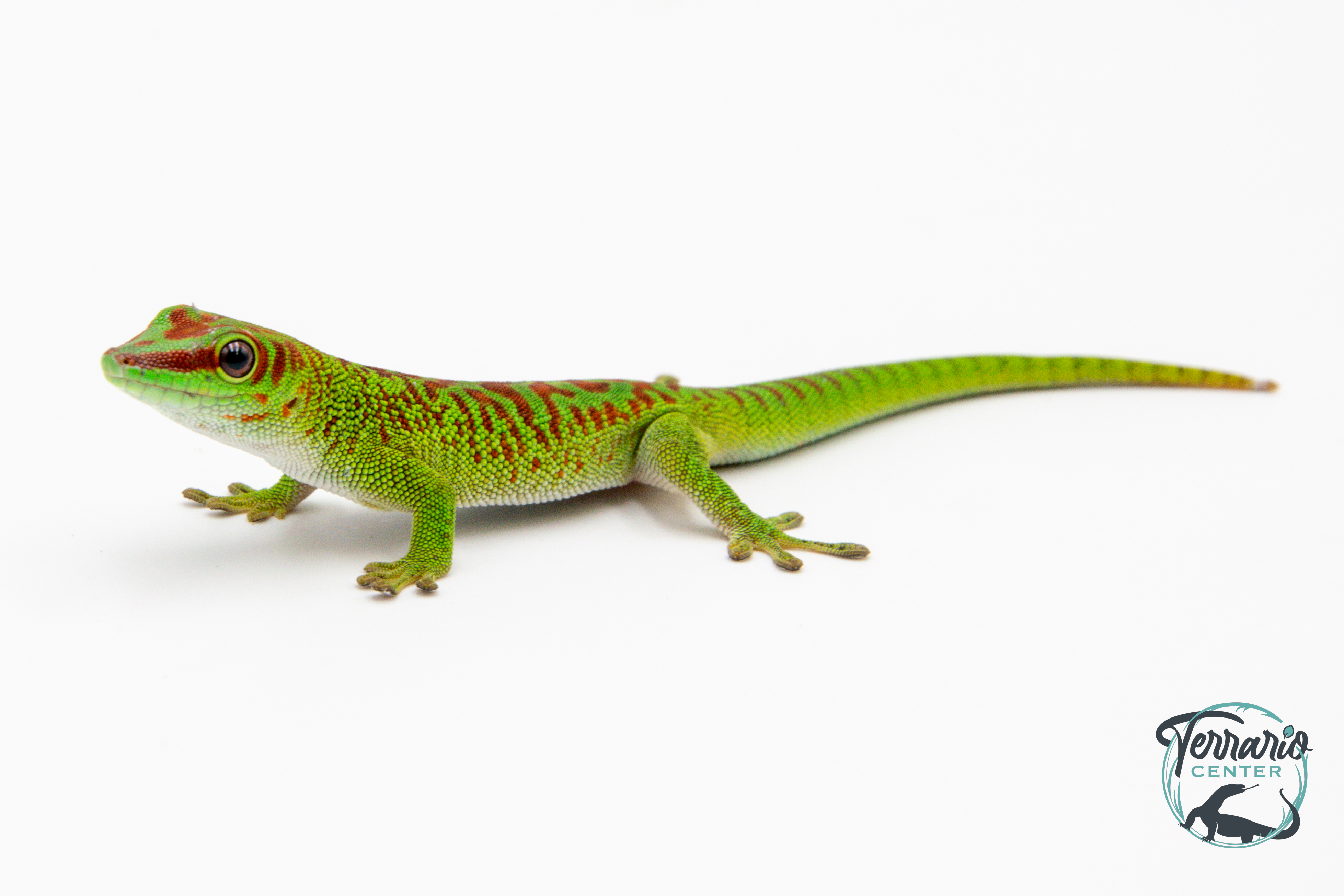 Phelsuma grandis - Gecko géant de Madagascar - High Red
