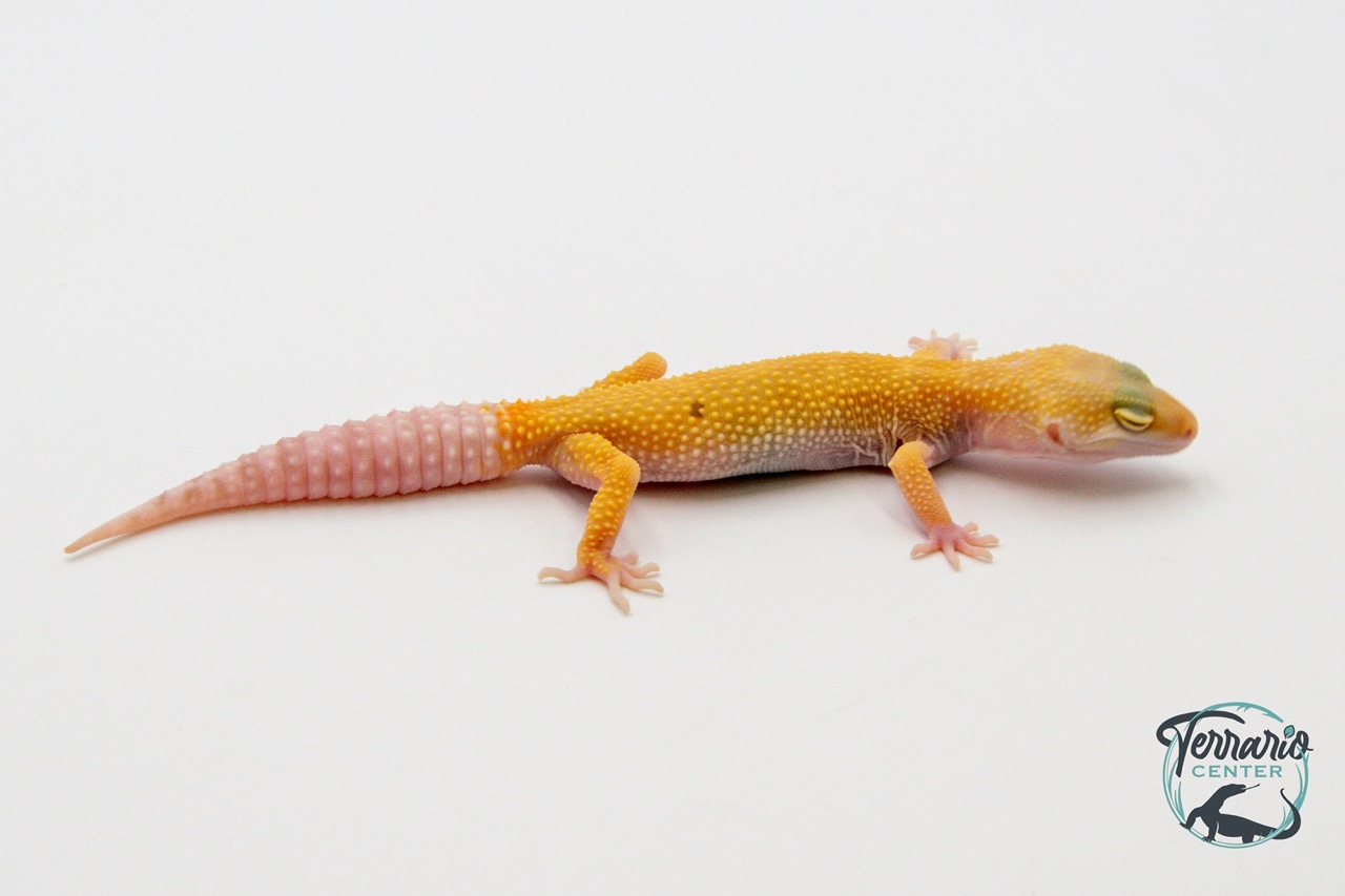EM52 - Gecko Léopard - Eublepharis Macularius Sunglow - NC