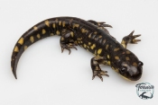 Ambystoma tigrinum - Salamandre tigrée