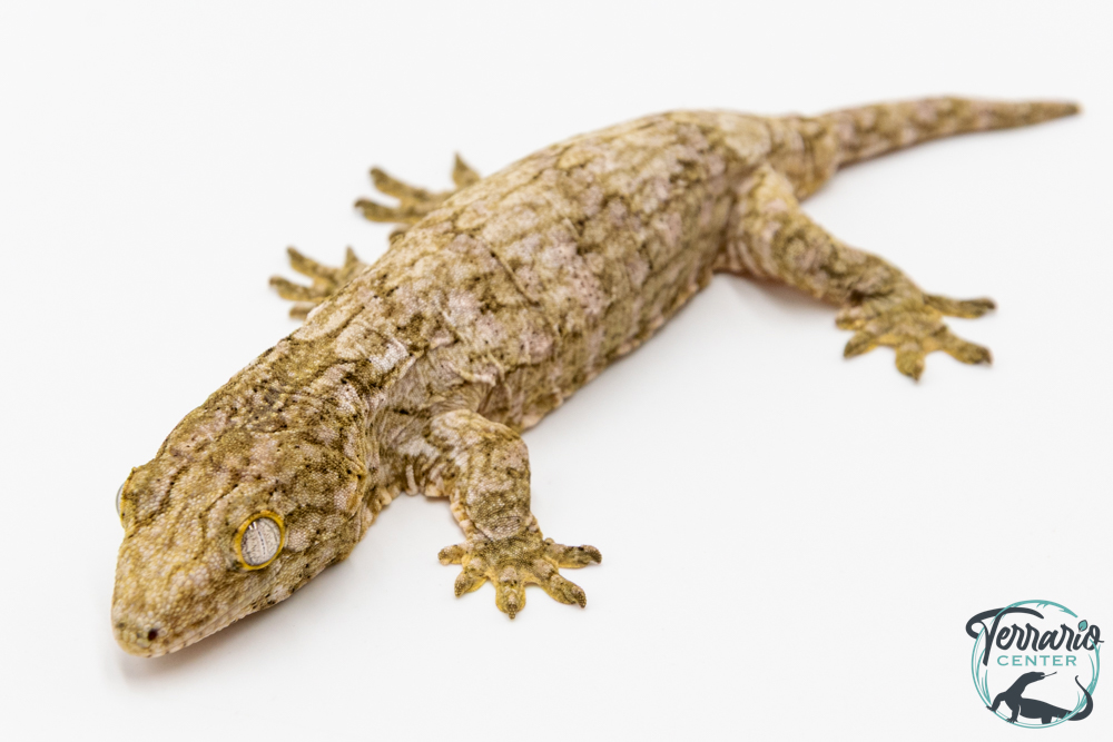 Rhacodactylus leachianus - Gecko géant de Nouvelle-Calédonie "Mainland"