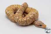Python royal - Python regius Banana Pastel GHI 