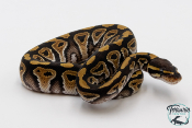 Python royal - Python regius Mojave