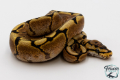 Python royal - Python regius Spider Yellow Belly