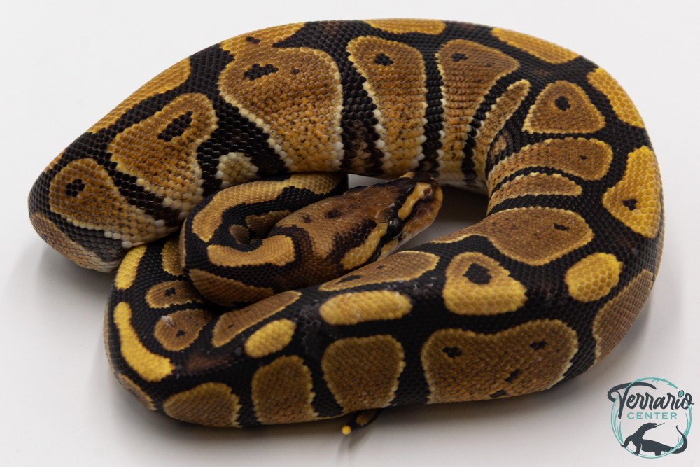 Python royal - Python regius Vanilla