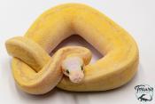 Python royal - Python Regius Vanilla Scream Lesser Pinstripe