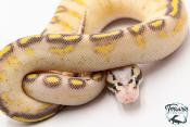 Python royal - Python regius Highway Pastel