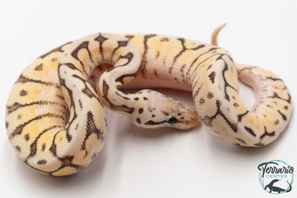 Python royal - Python regius Killer Bee Yellow Belly