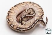 Python royal - Python regius GHI Butter Special