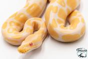 Python royal - Python regius Albinos