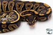 Python royal - Python regius Mojave