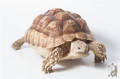Centrochelys sulcata 10/12cm - Tortue sillonnée