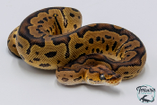 Python royal - Python regius Clown
