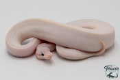 Python royal - Python regius Ivory Super Pastel