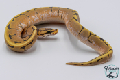 Python royal - Python regius Stinger Bee Hypo