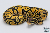 Python royal - Python regius Pastel het Clown
