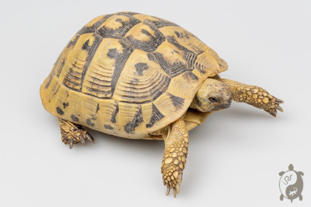 Tortue d'Hermann - Testudo hermanni boettgeri Femelle 15-17cm