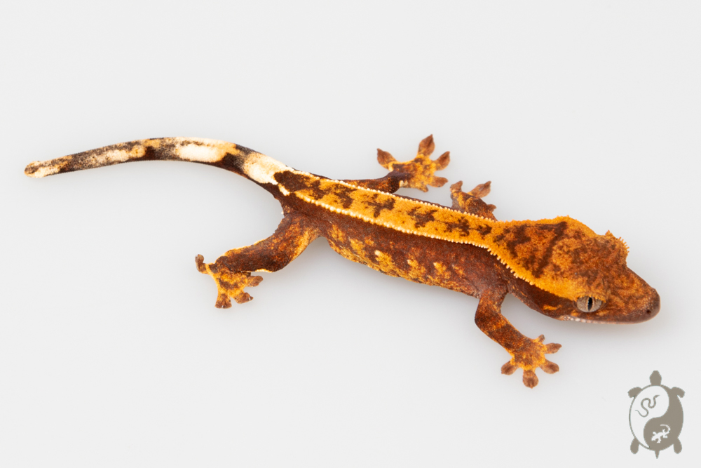 Correlophus ciliatus - Gecko à crête - Juvénile - NC - 11 mix couleurs
