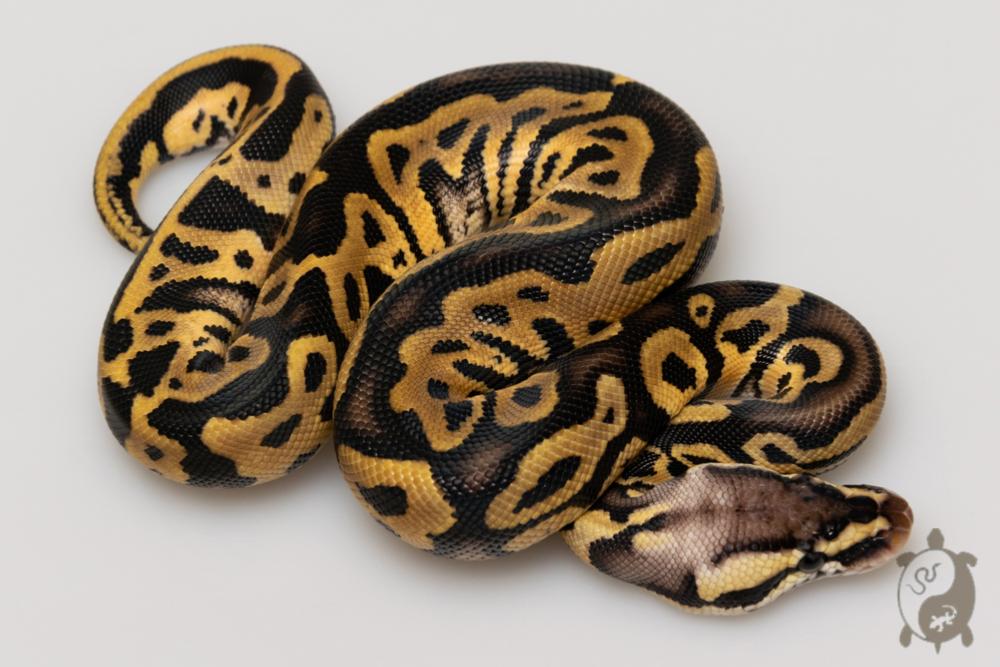 Python royal - Python regius Leopard Pastel het Clown