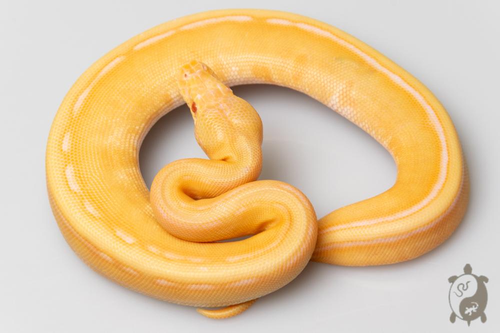 Python royal - Python regius Albinos Genetic Stripe