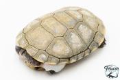 Pelomedusa subrufa – Péloméduse roussâtre - 02