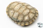 Pelomedusa subrufa – Péloméduse roussâtre - 05