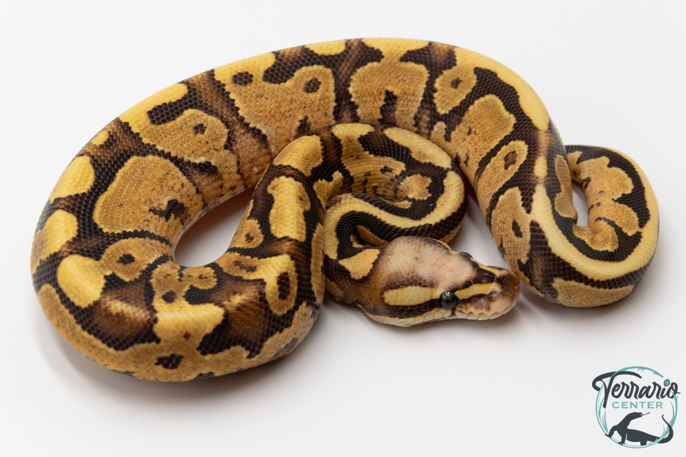 Python royal - Python regius Super Vanilla