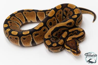 Python royal - Python regius Classique