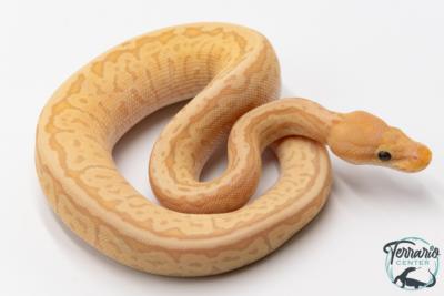 Python royal - Python regius Banana Pinstripe Mojave