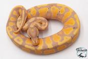Python royal - Python regius Banana