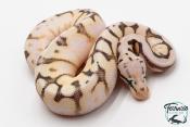 Python royal - Python regius Killer Bee Yellow Belly