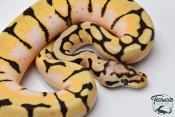 Python royal - Python regius Bumblebee Orange Dream