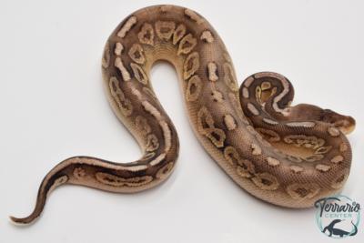 Python Royal - Python regius Pewter