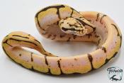 Python royal - Python regius Bumblebee