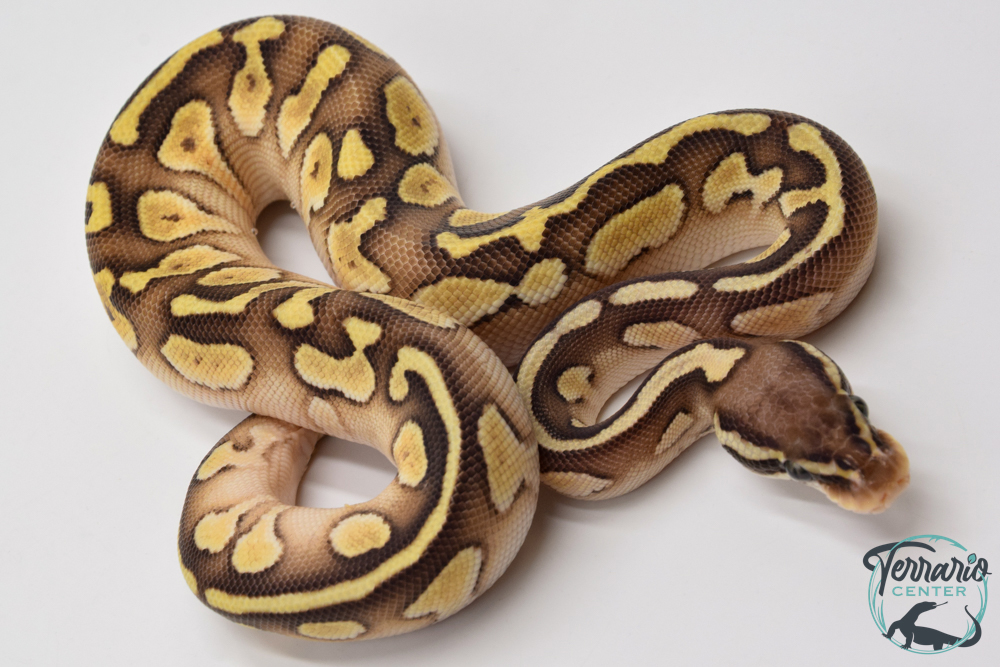 Python royal - Python regius Butter Pastel