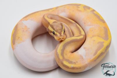 Python royal - Python regius Banana Pastel Piebald