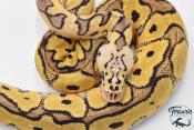 Python royal - Python regius Clown Pastel