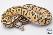 Python royal - Python regius Super Pastel Yellow Belly