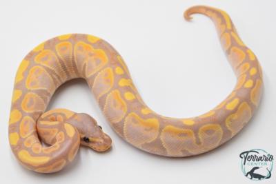 Python royal - Python regius Banana