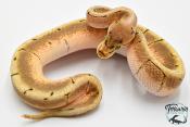 Python royal - Python regius Spinner Yellow Belly