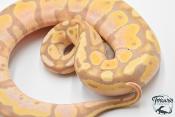 Python royal - Python regius Banana Pastel