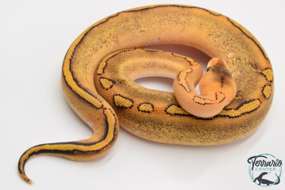 Python regius Champagne