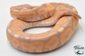 Python royal - Python regius Banana Cinnamon