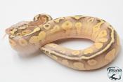 Python royal - Python regius Super Pastel Lesser
