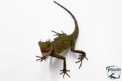 Acanthosaura armata - Dragon cornu des montagnes