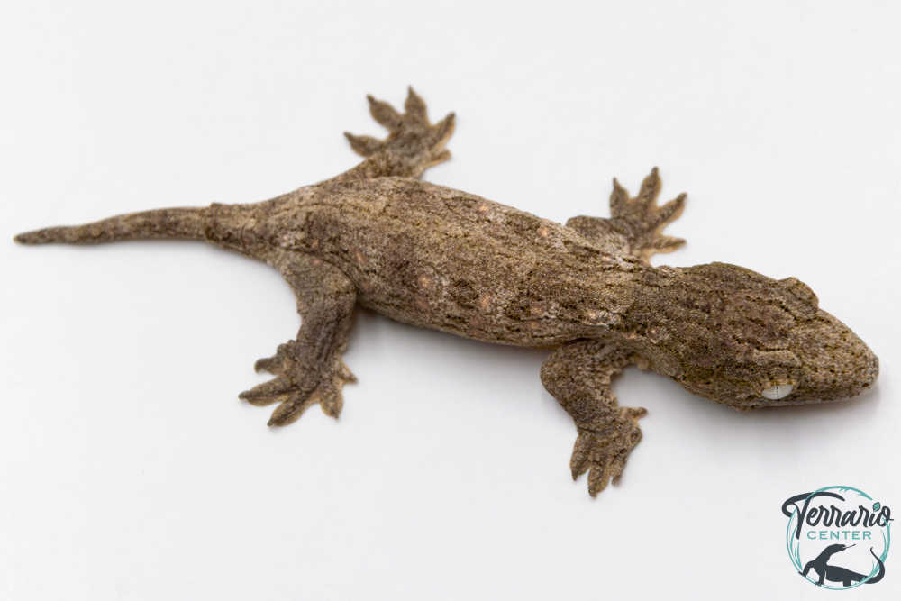 Rhacodactylus leachianus - Gecko géant de Nouvelle-Calédonie "Bayonaise"