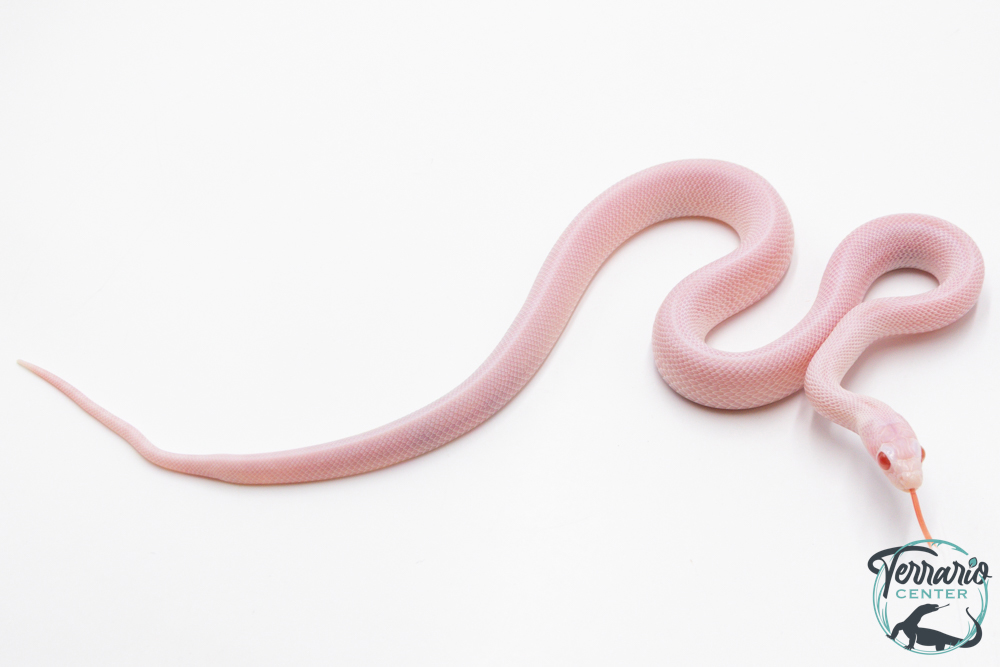 Pituophis catenifer sayi - Serpent taureau - Snow